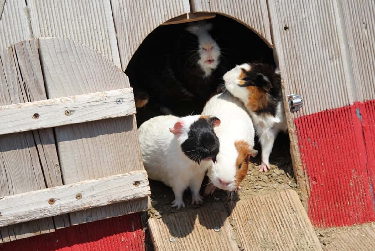 Family Secrets facts