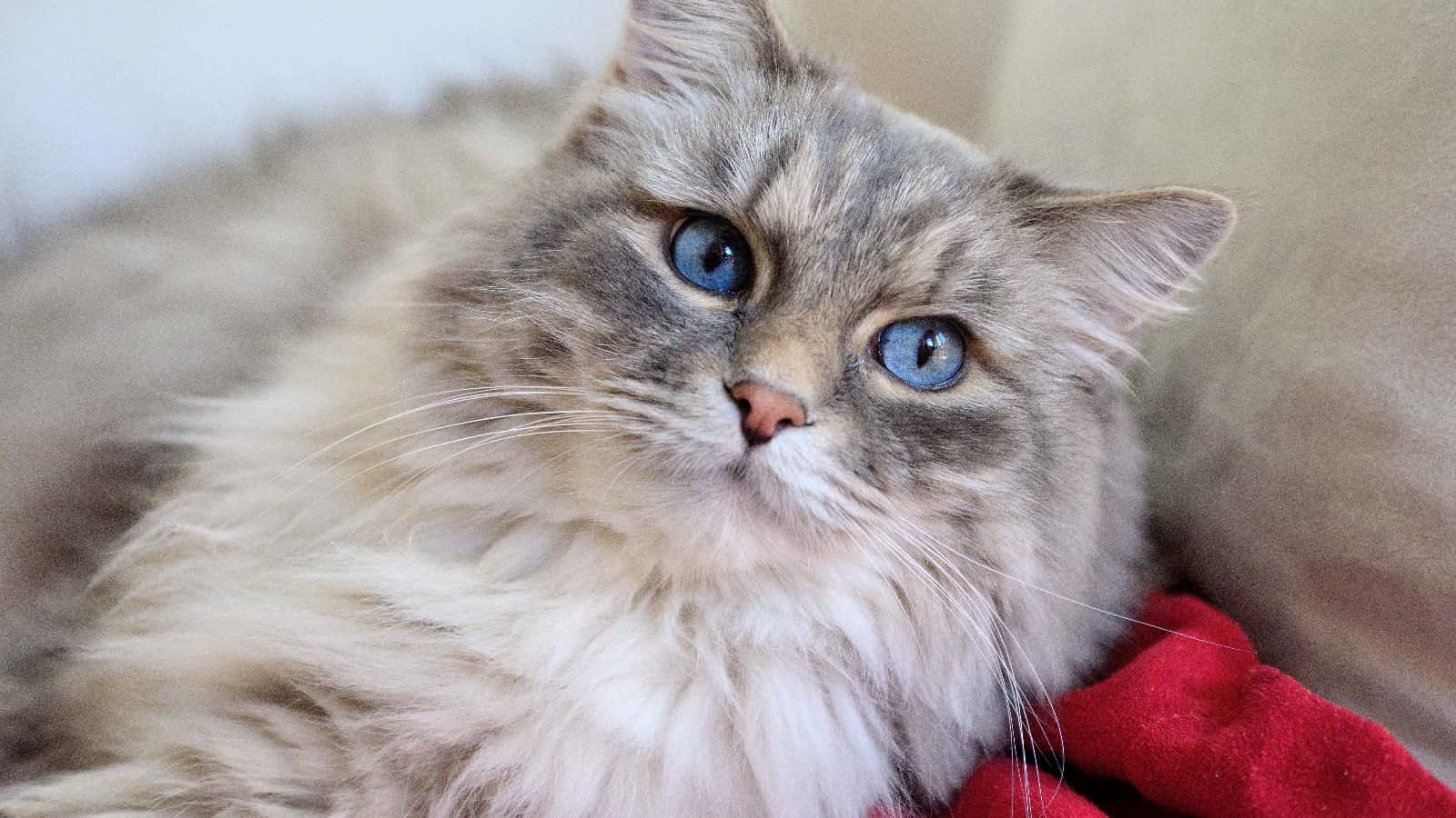 Family Secrets facts