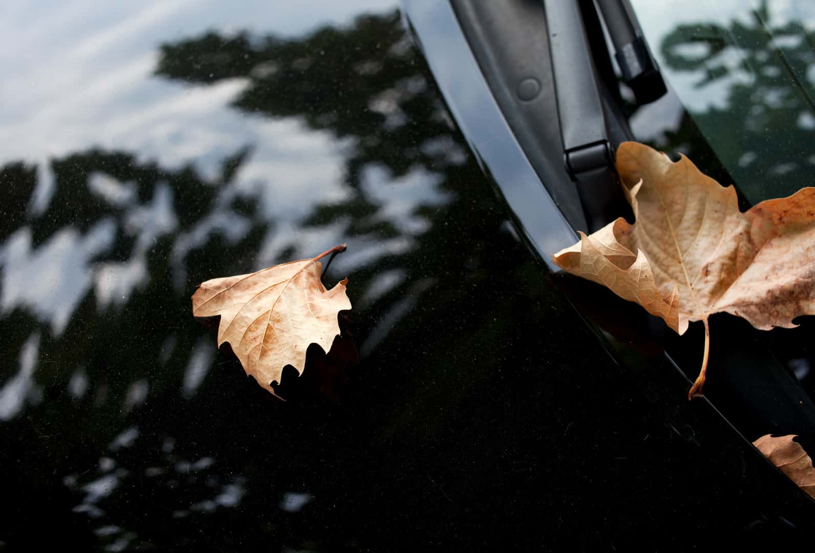 Nightmare Neighbors Facts