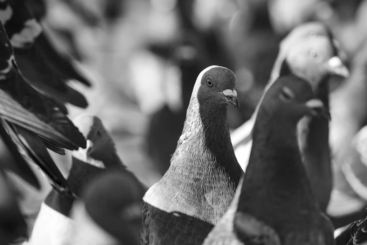 Thelma Furness Facts