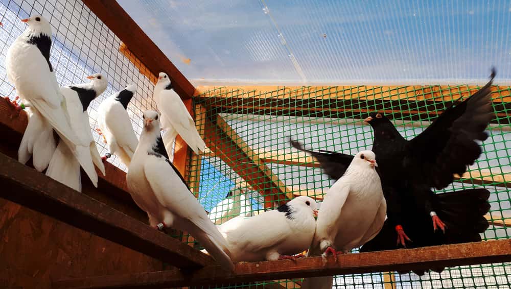 Why Are There Pigeons Everywhere?