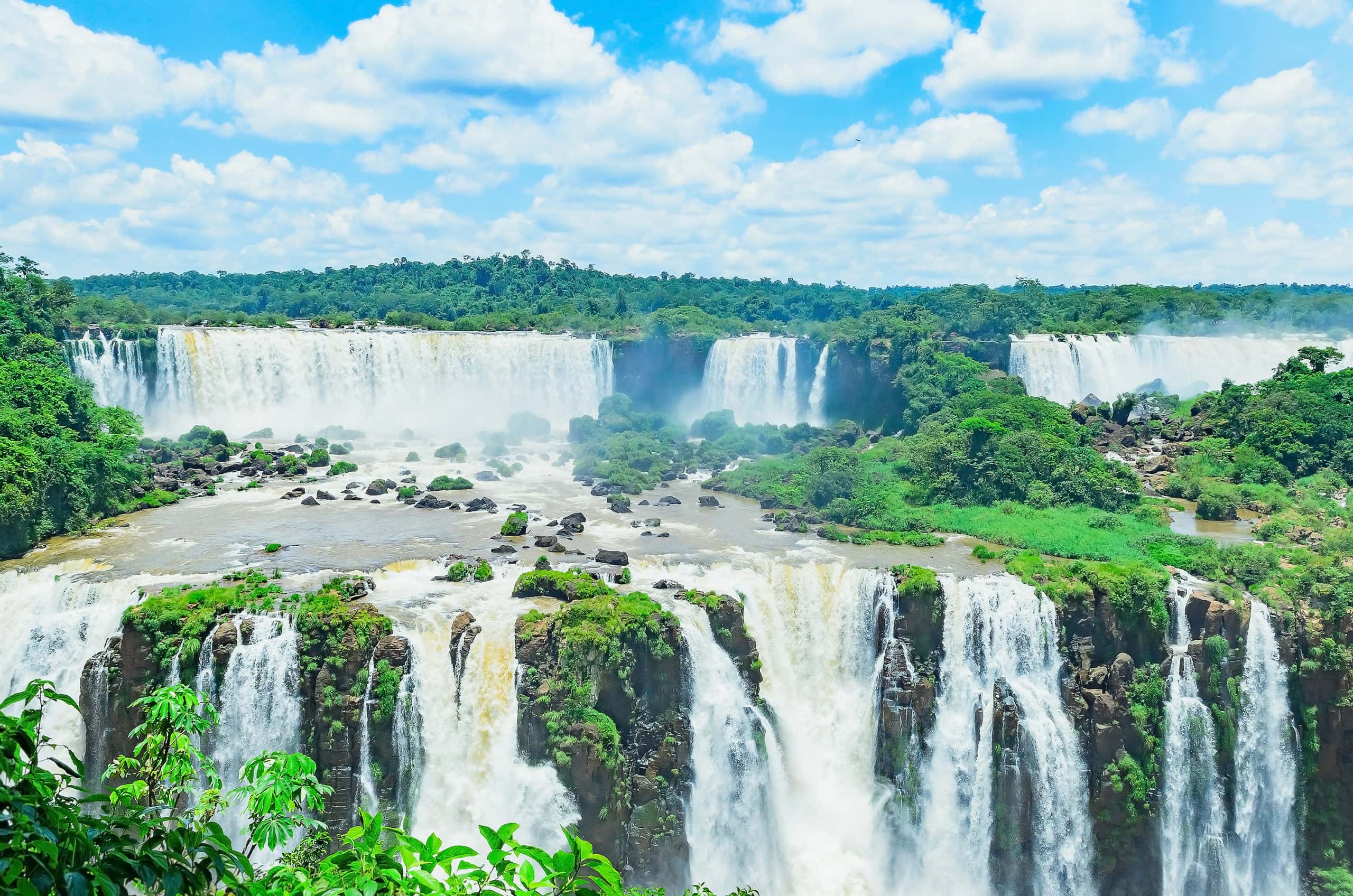 Argentine Ant Editorial