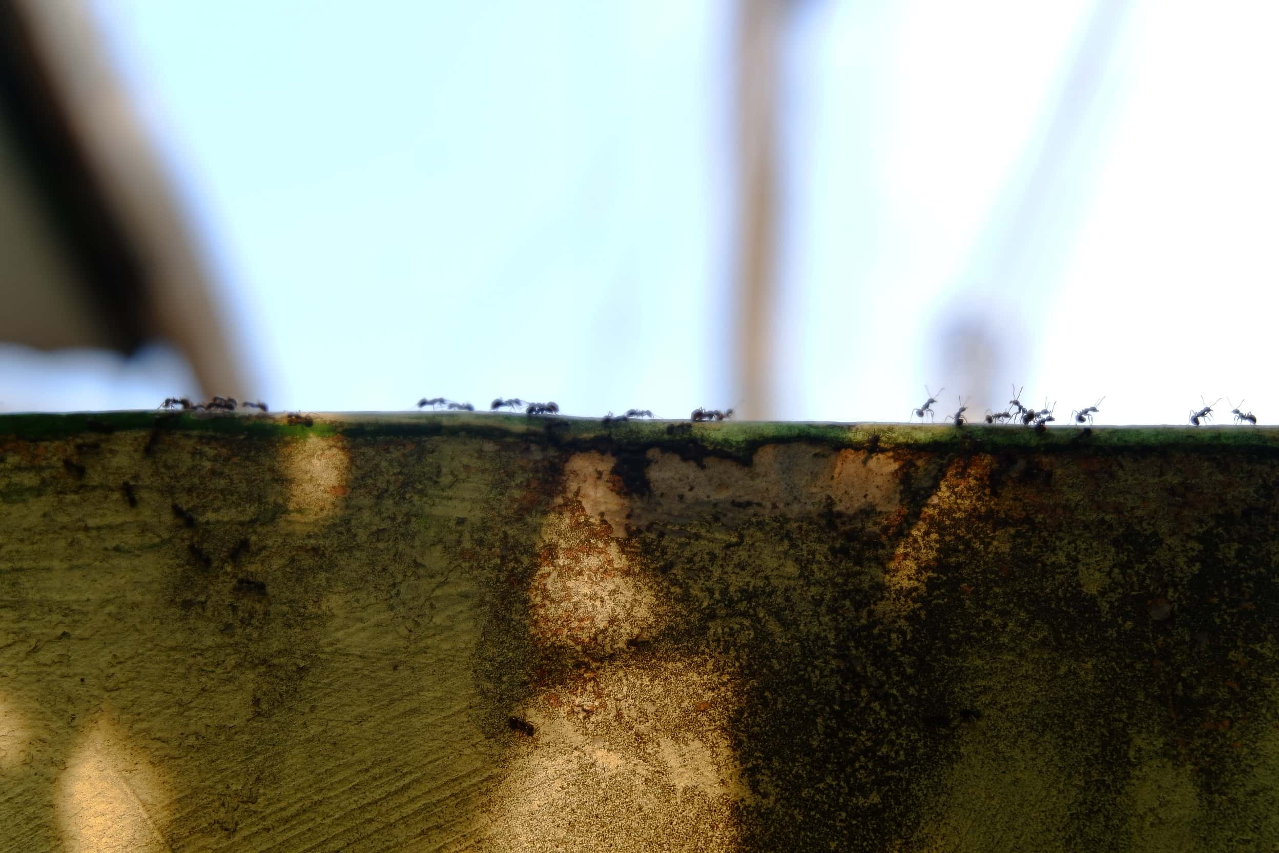 Argentine Ant Editorial