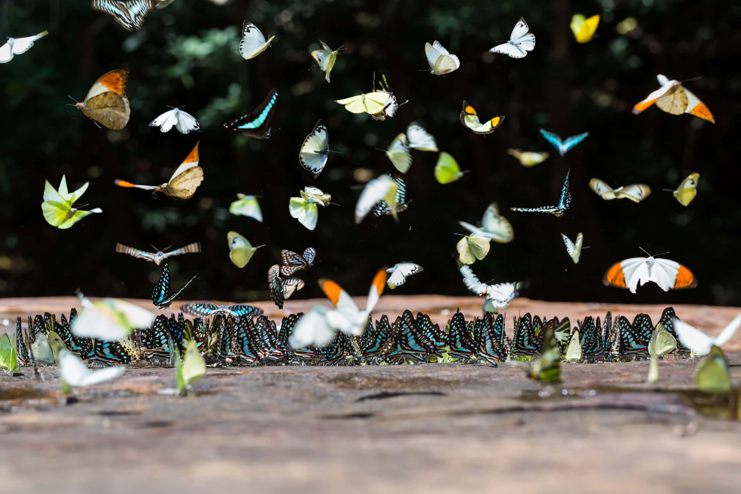 Group,Of,Butterflies,Puddling,On,The,Ground,And,Flying,In