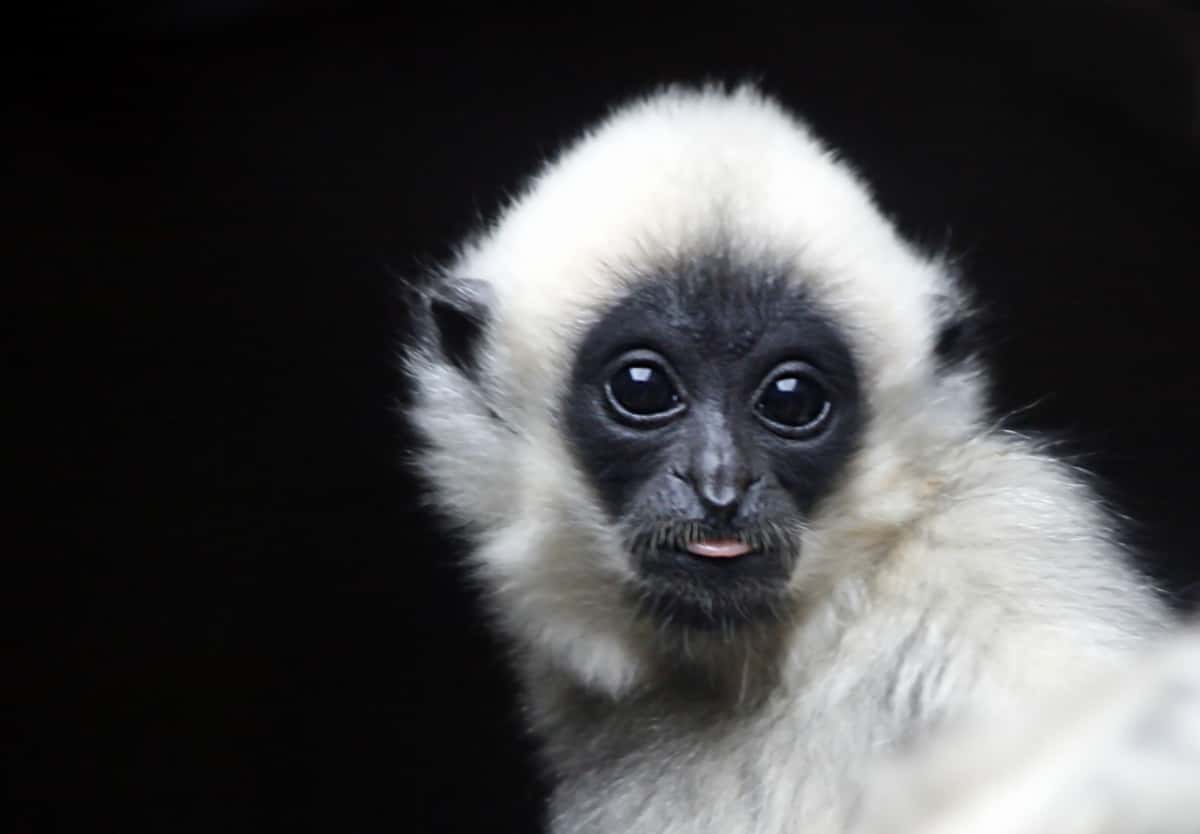 Weirdest House Calls