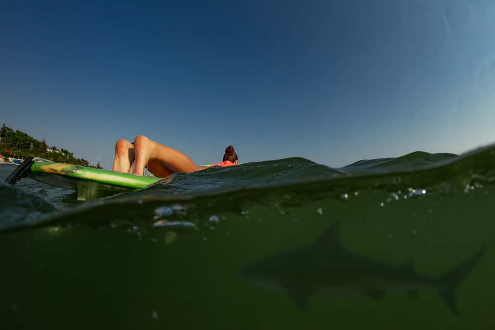 Dodged A Bullet facts