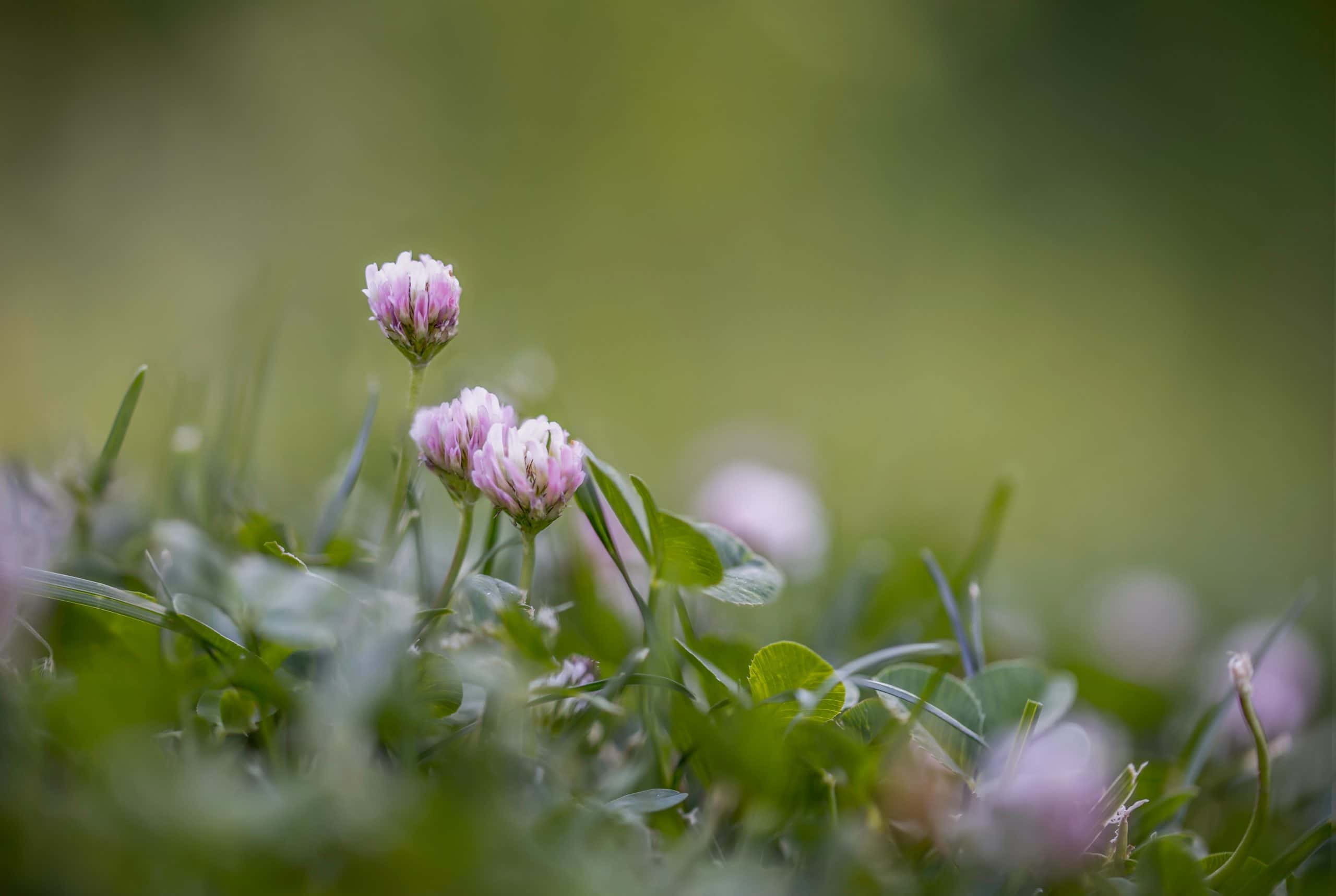 These Neighbors Are Monsters