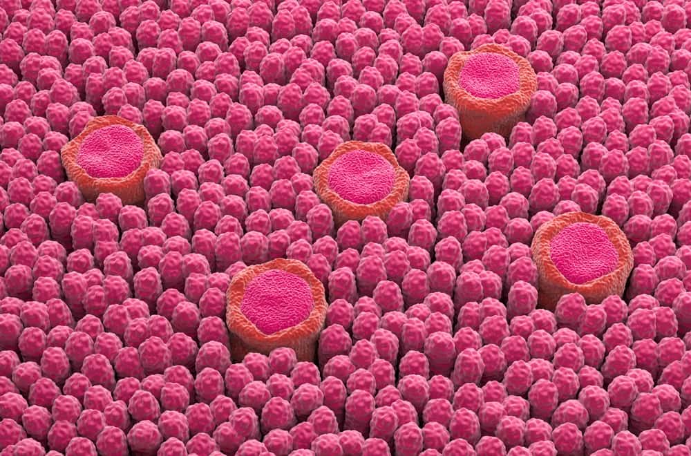 The Science Behind Taste