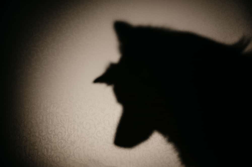 Home Alone Creeped Out