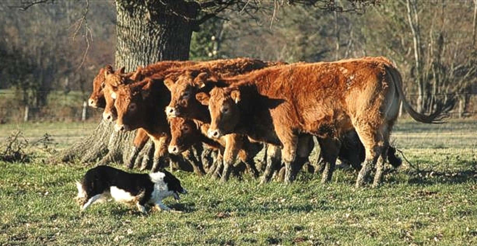 These Animals Changed Lives