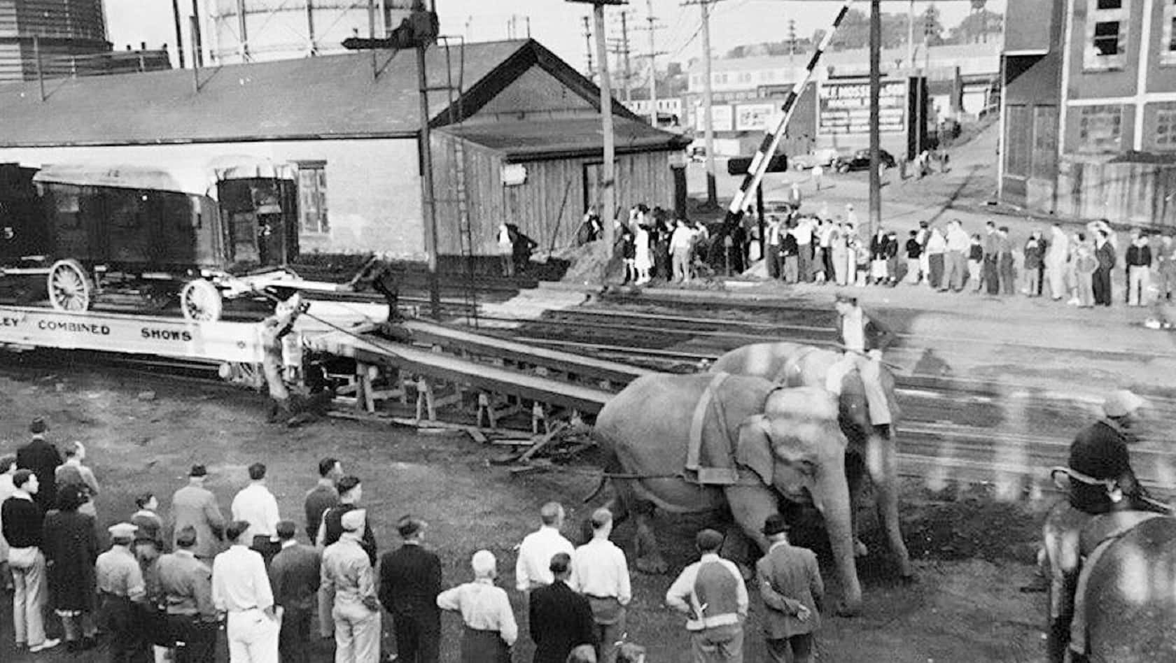 George and Willie Muse facts