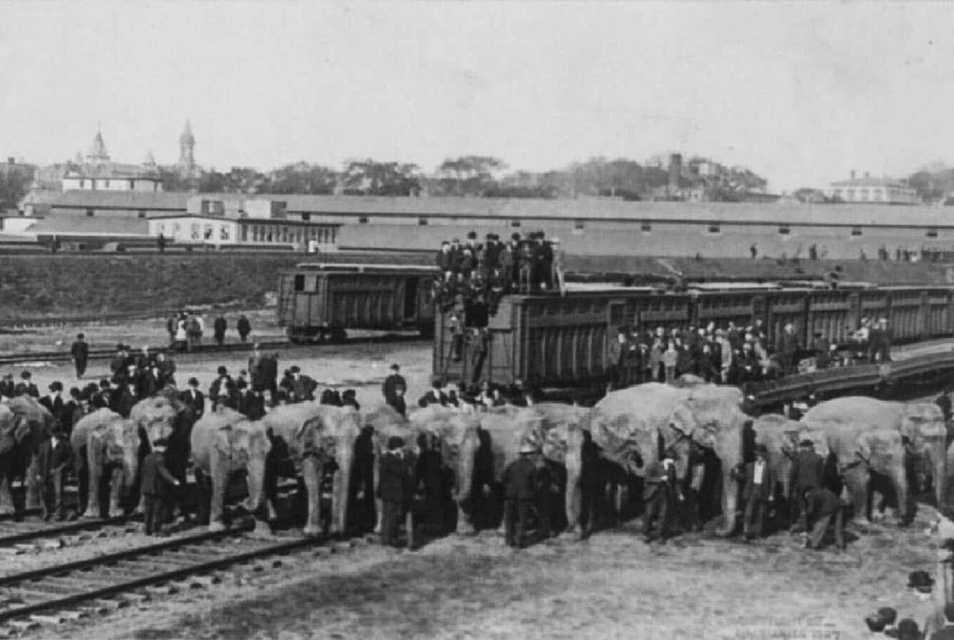 George and Willie Muse facts