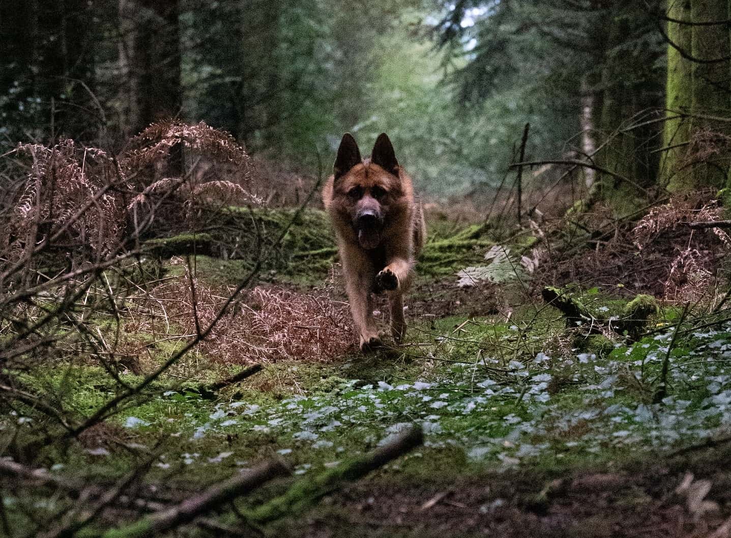 These Animals Changed Lives