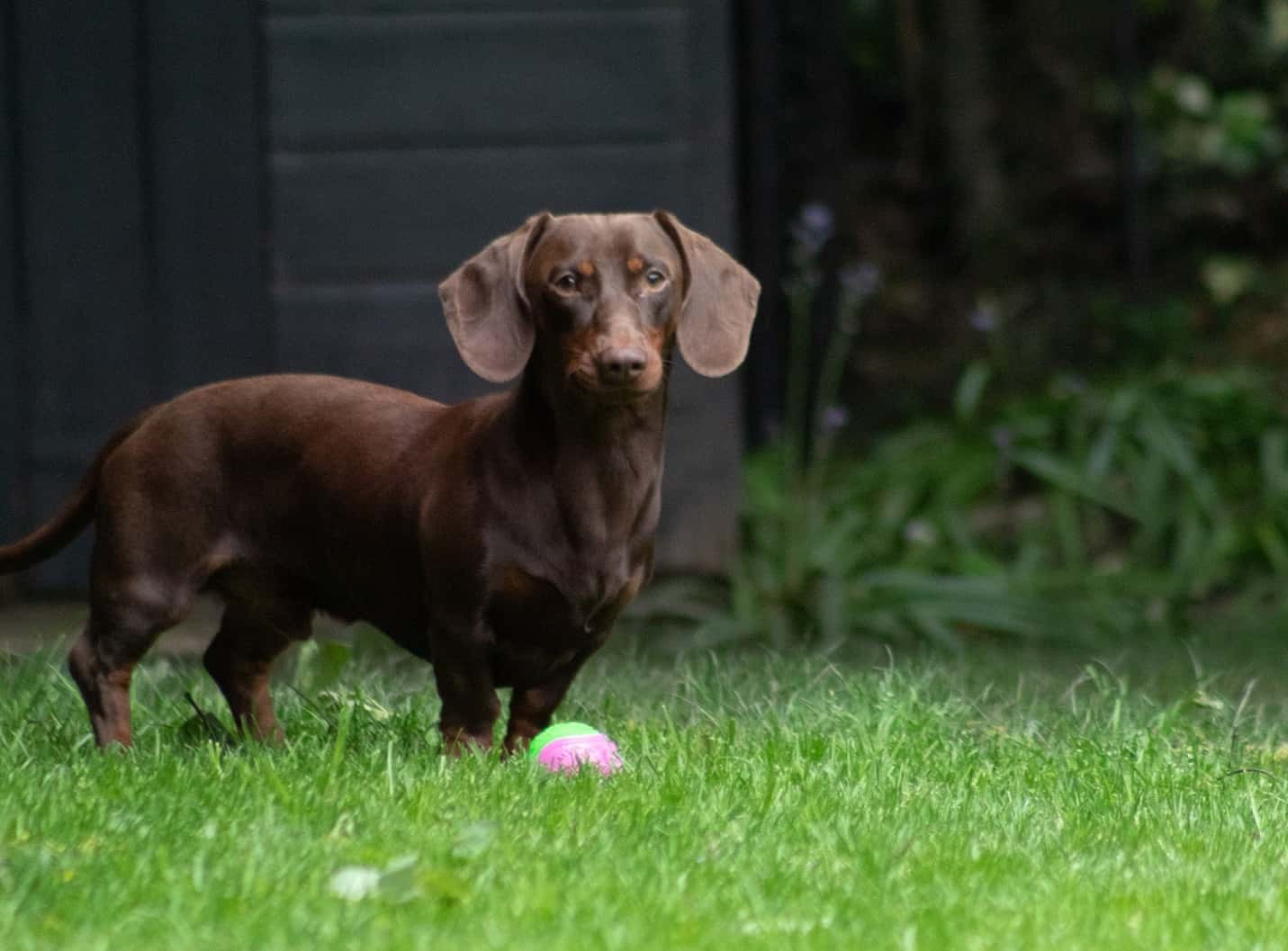 These Animals Changed Lives