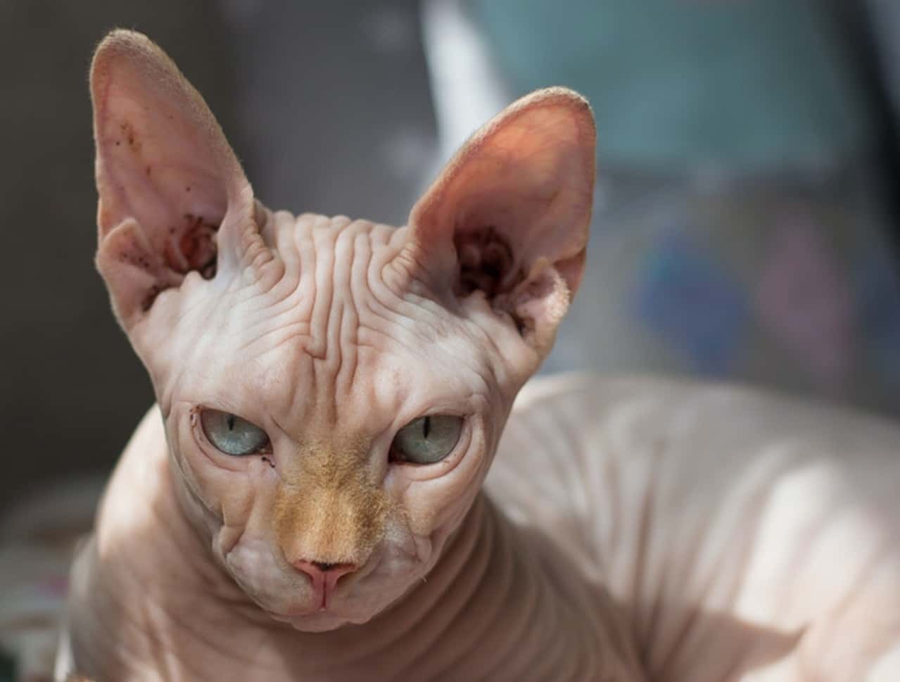 These Animals Changed Lives