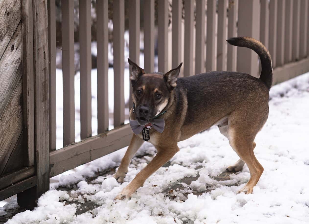 These Animals Changed Lives