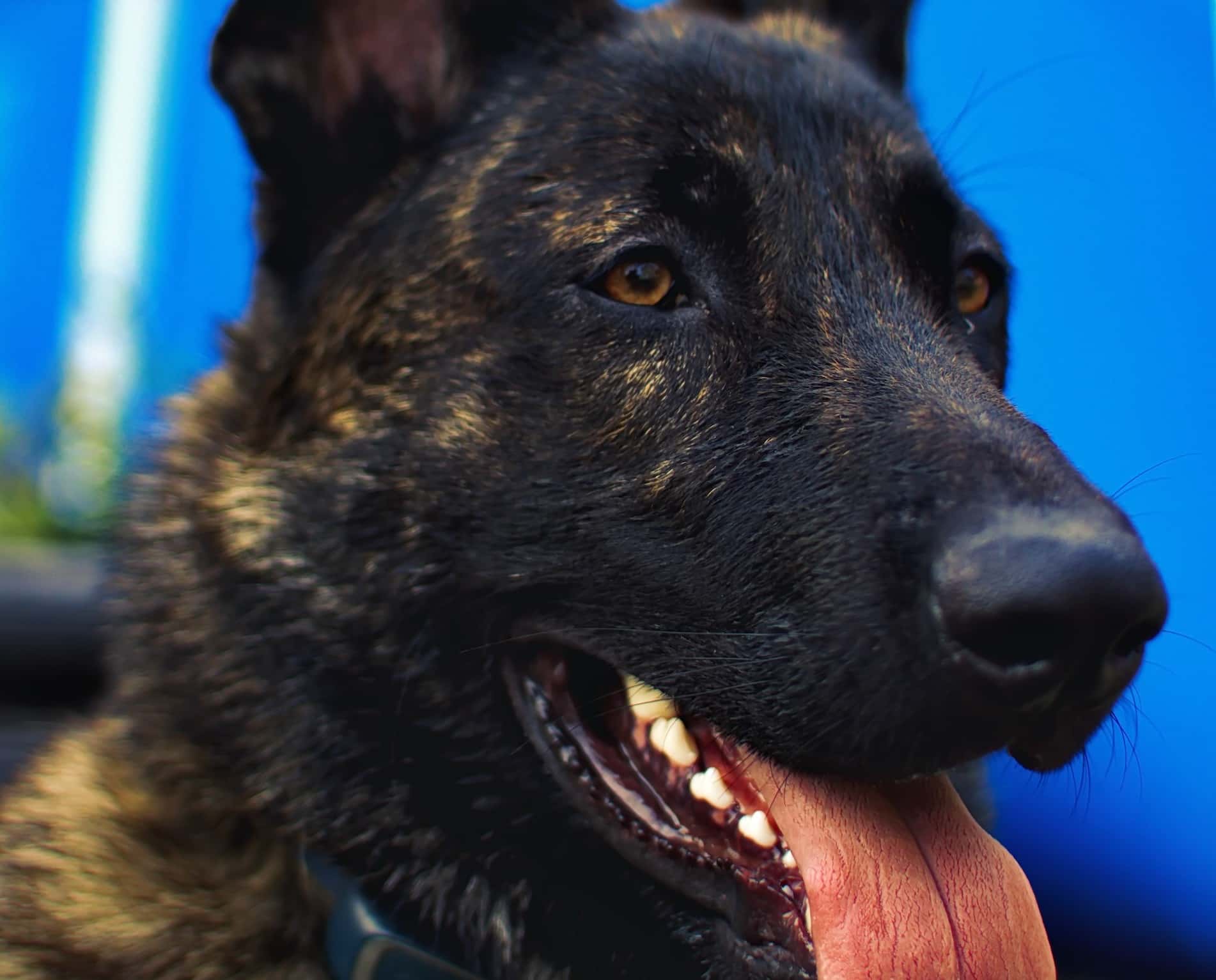 These Animals Changed Lives