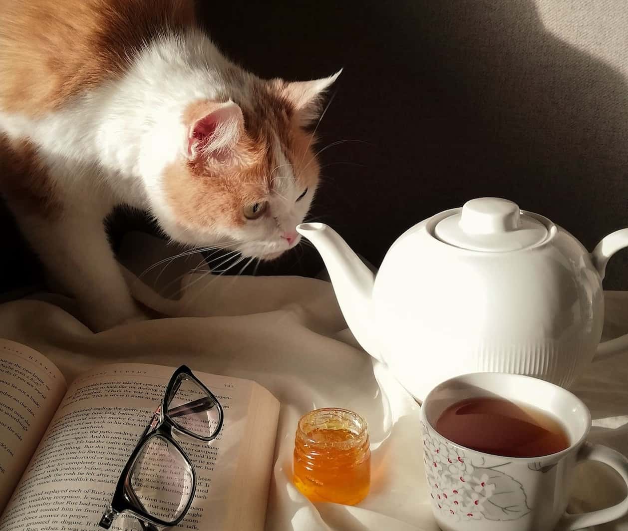 These Animals Changed Lives