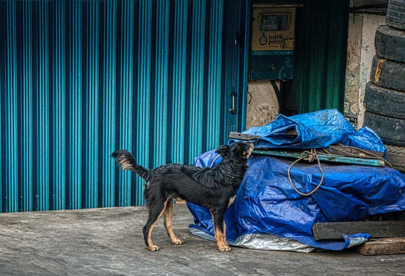 These Animals Changed Lives
