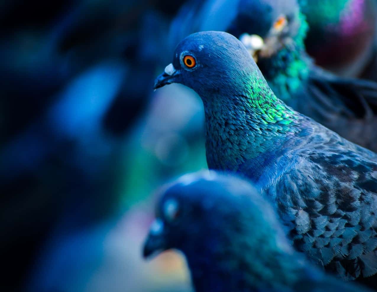 The Craziest Roommates