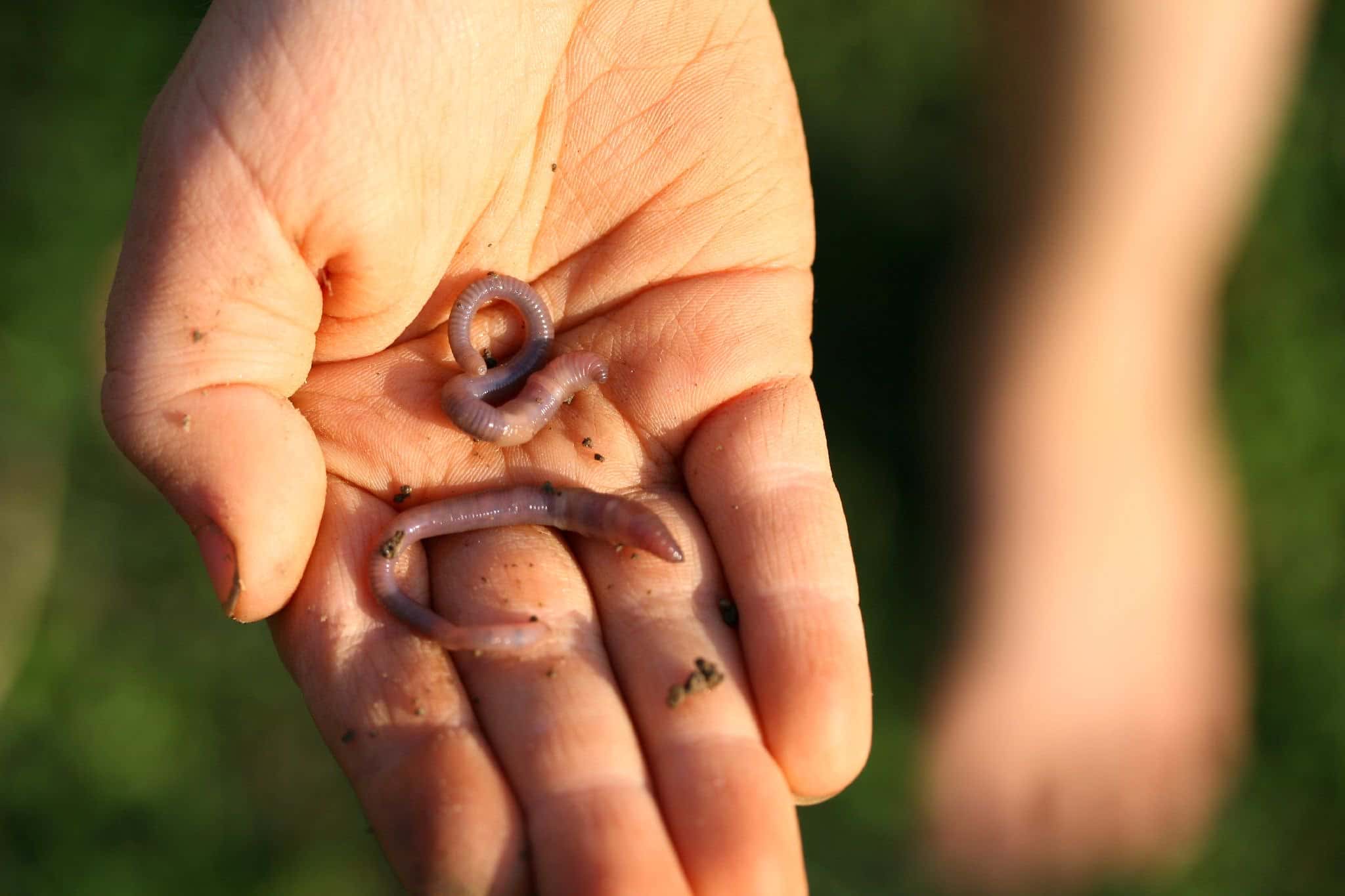 Deranged Doings Unleashed