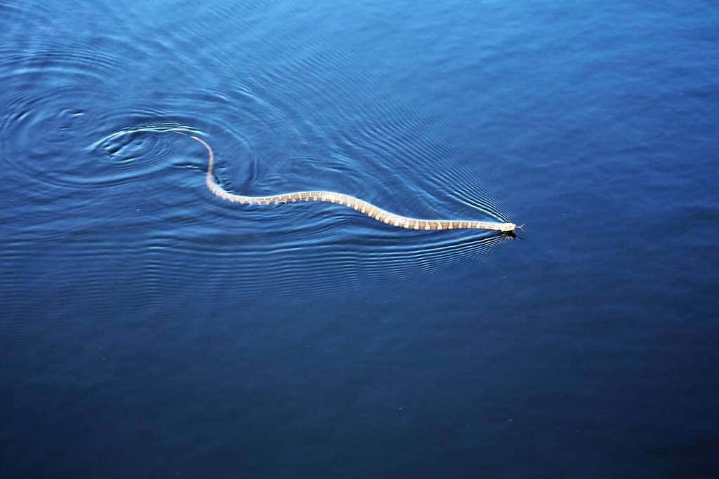 No One Believes My Bizarre Experience