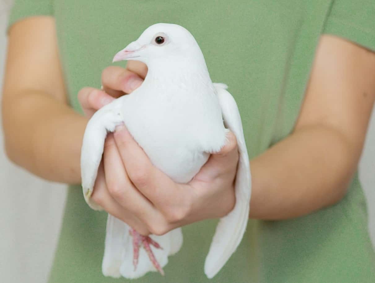 Deranged Doings Unleashed