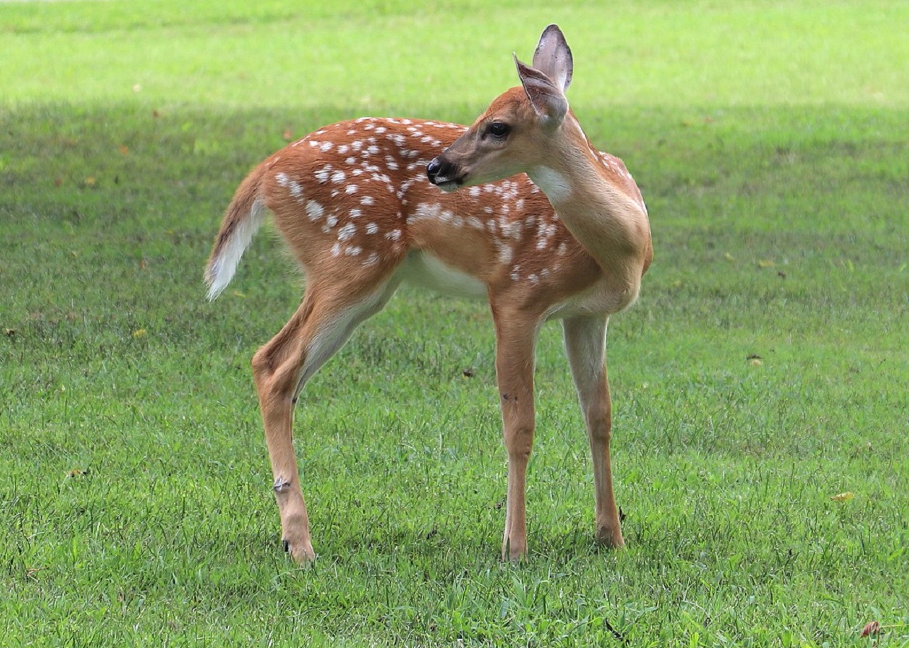 The Craziest Thing That Ever Happened To Me