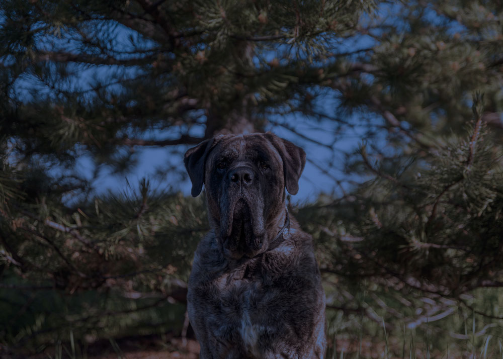 Into The Woods: Terrifying Experiences