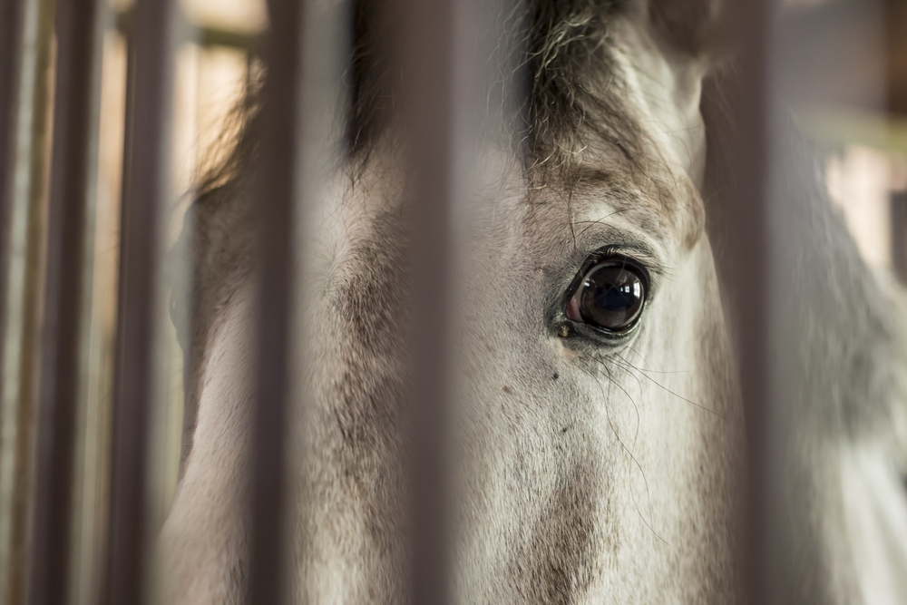 Into The Woods: Terrifying Experiences