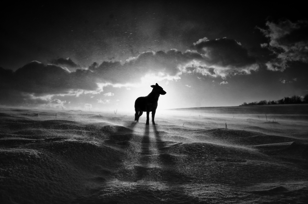 Into The Woods: Terrifying Experiences