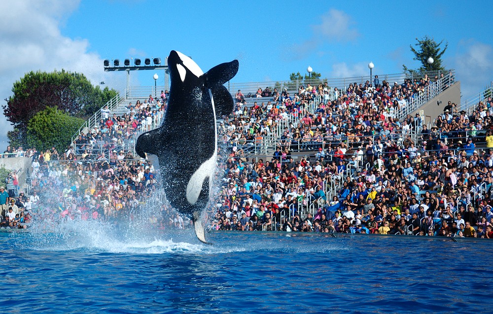 Shamu show with Orcas in San Diego's Sea World