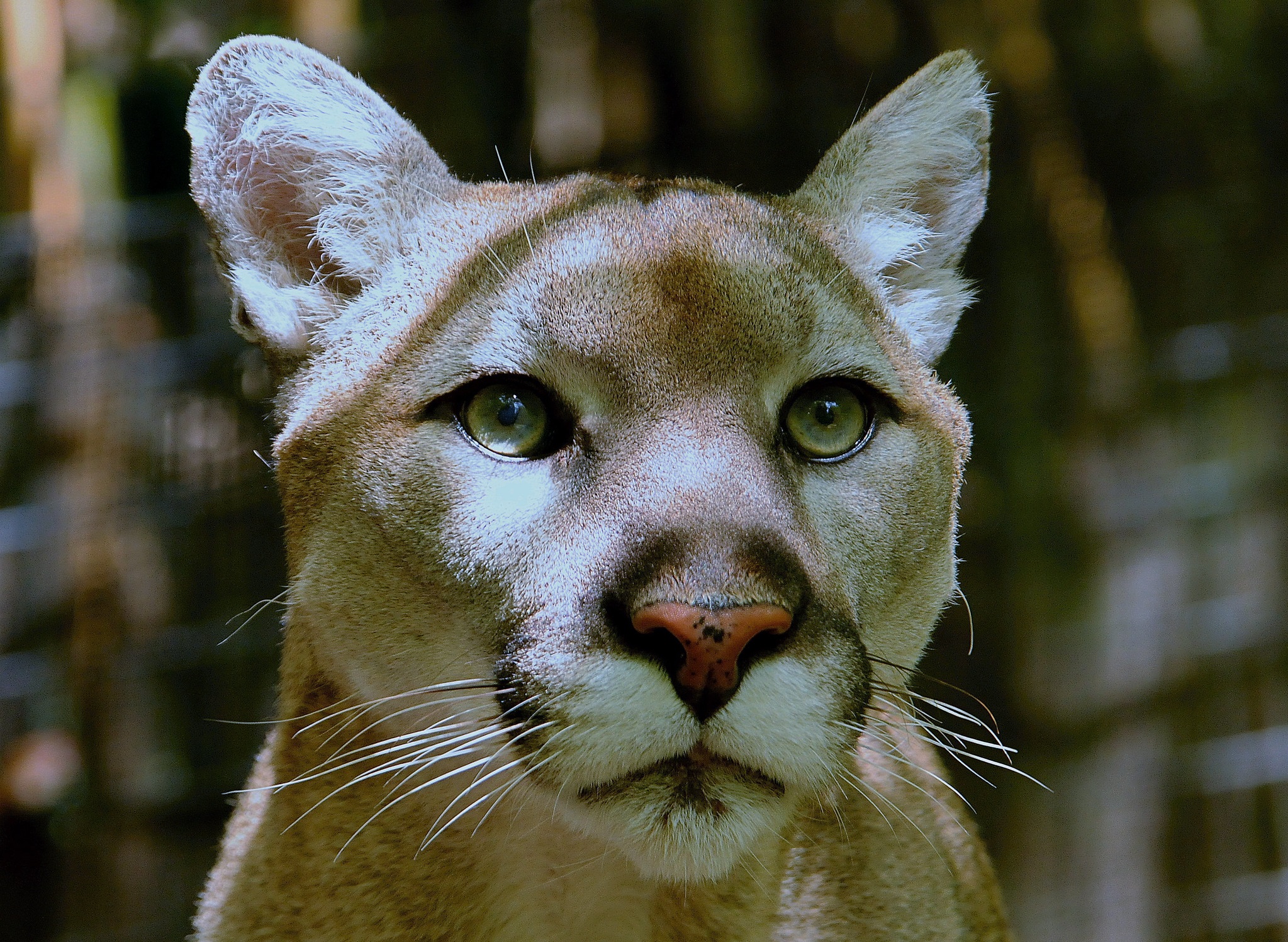 The Most Bone-Chilling Encounters Ever