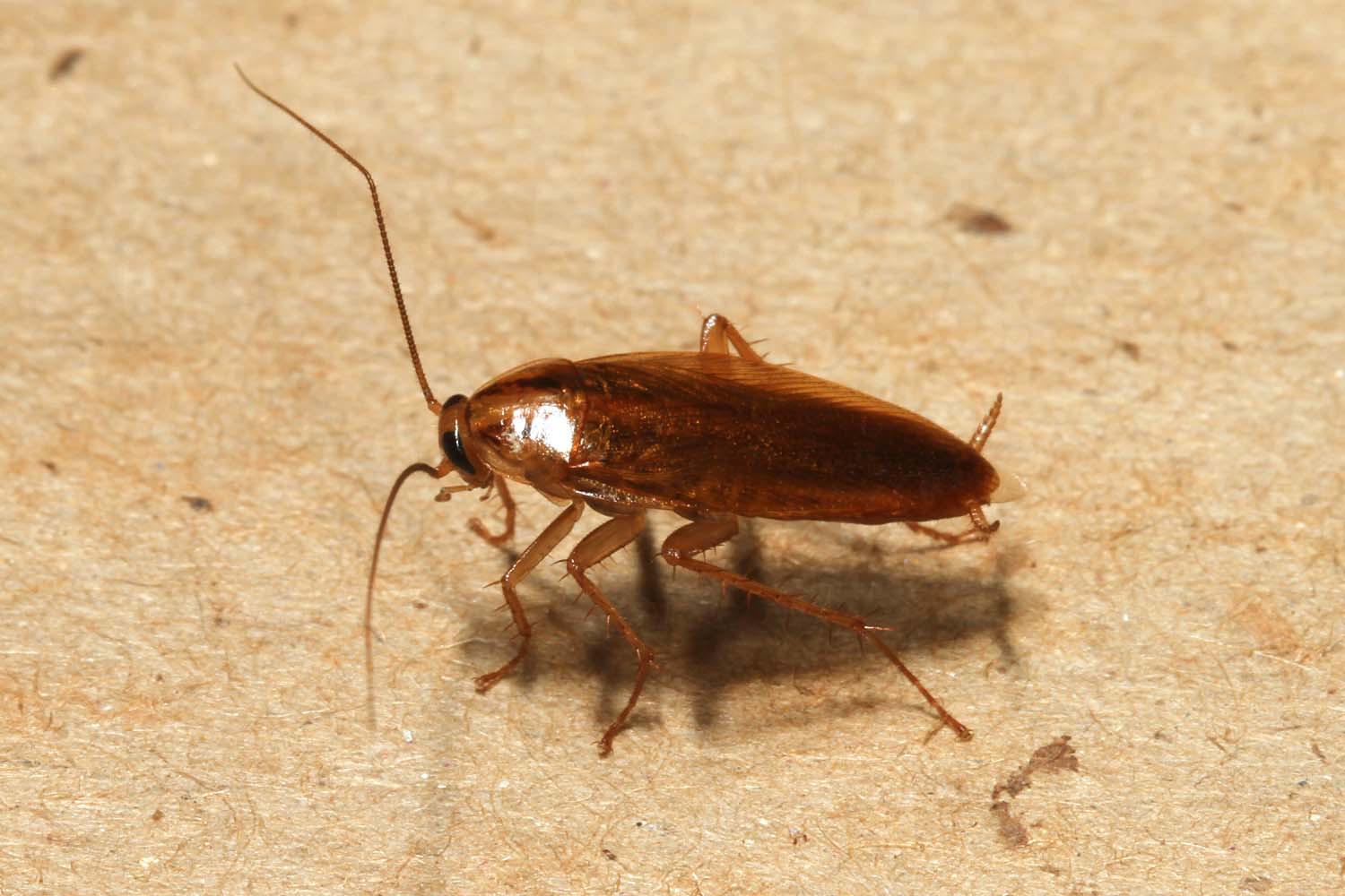 When Gamers Become Karens