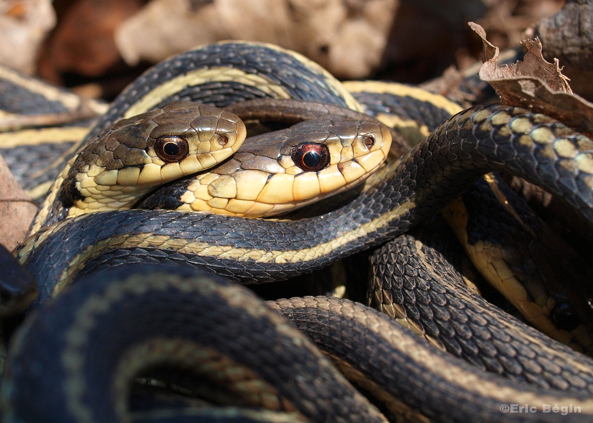 The Most Bone-Chilling Encounters Ever