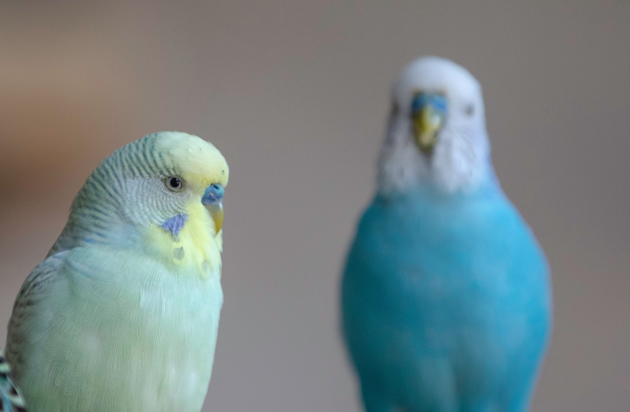 Nobody Believes My Crazy Story