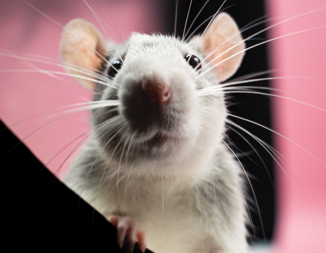 Nobody Believes My Crazy Story