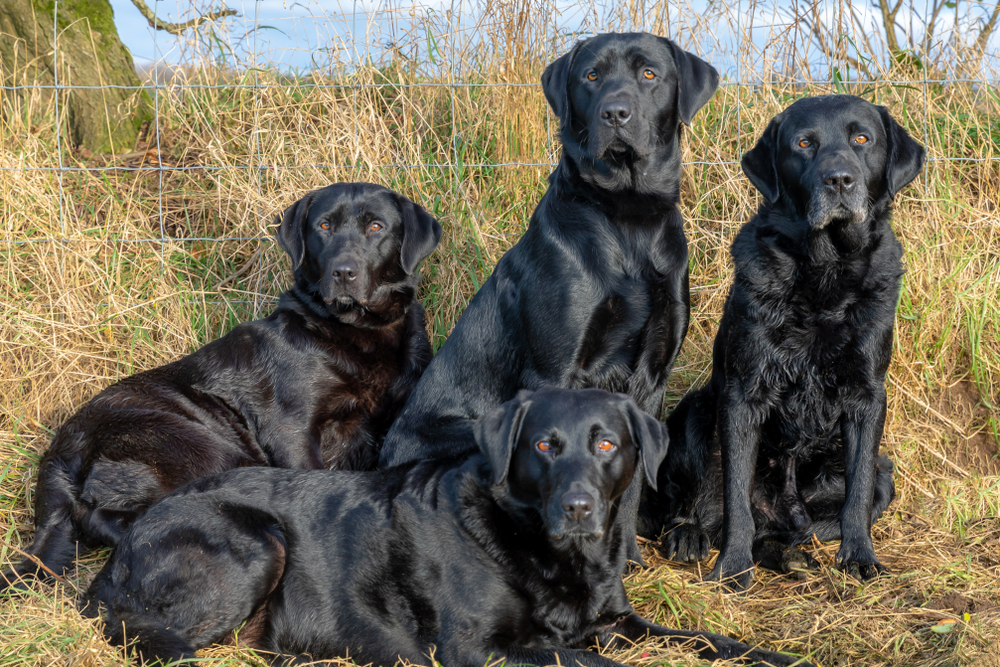 Unbelievable Neighbors