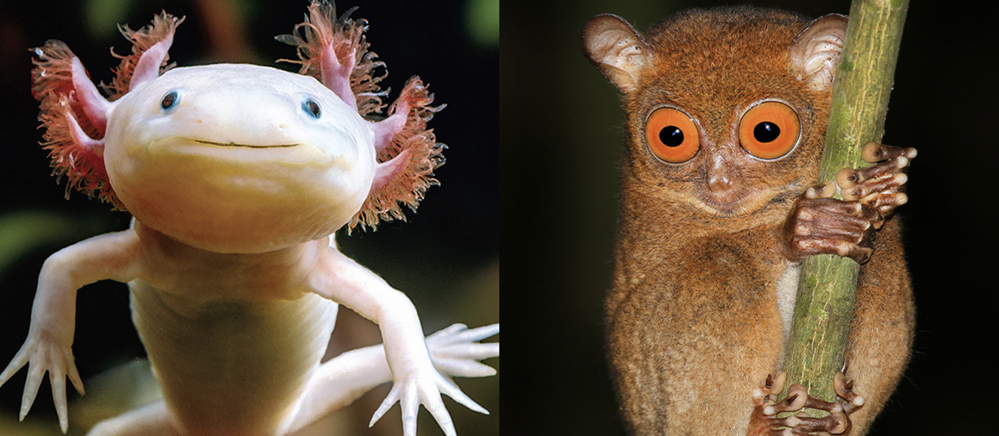 world's weridest creatures