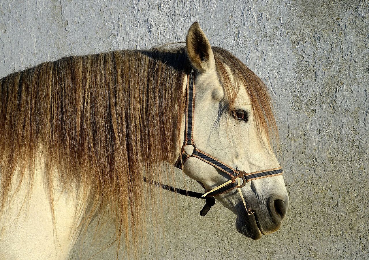 Portrait of a Lusitano horse