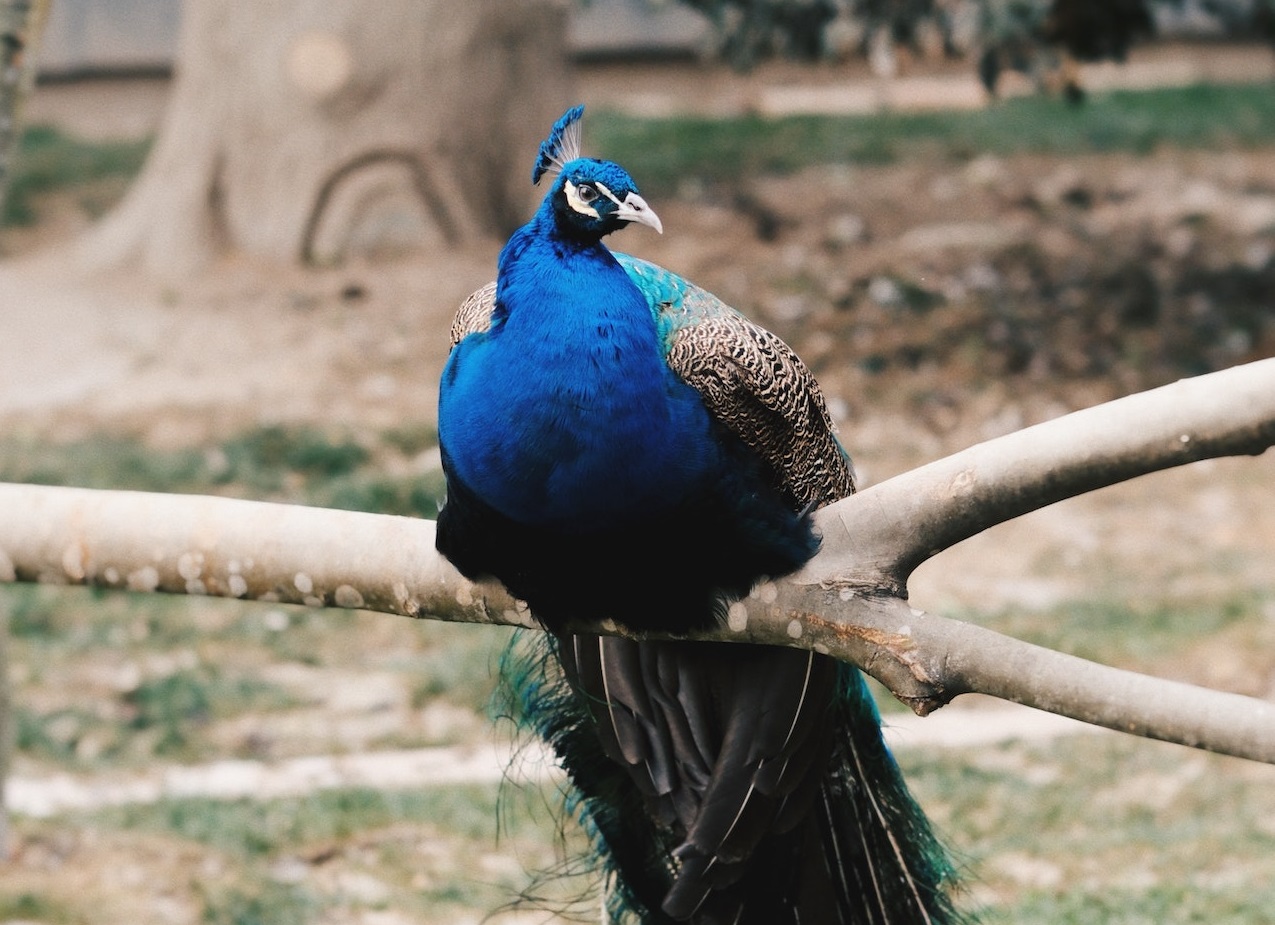 Peacock on the three