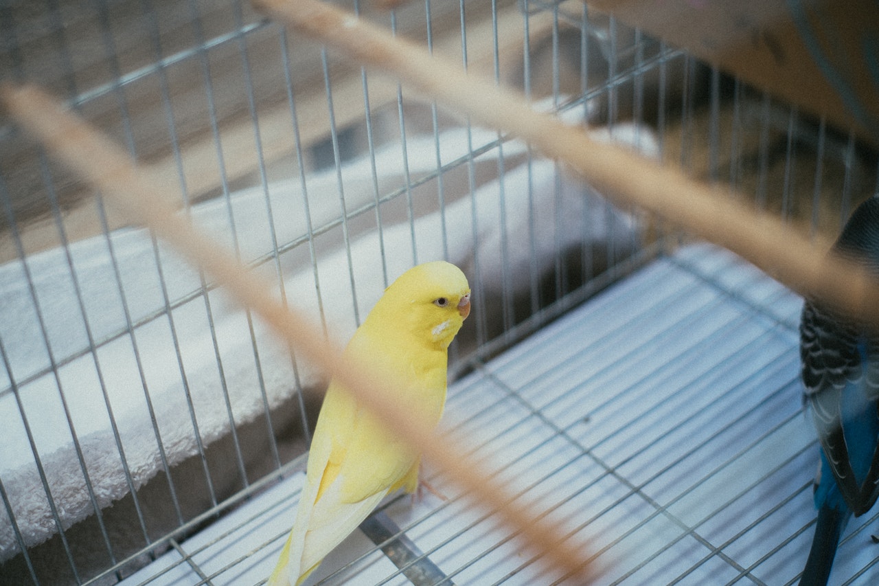 Yellow parrot