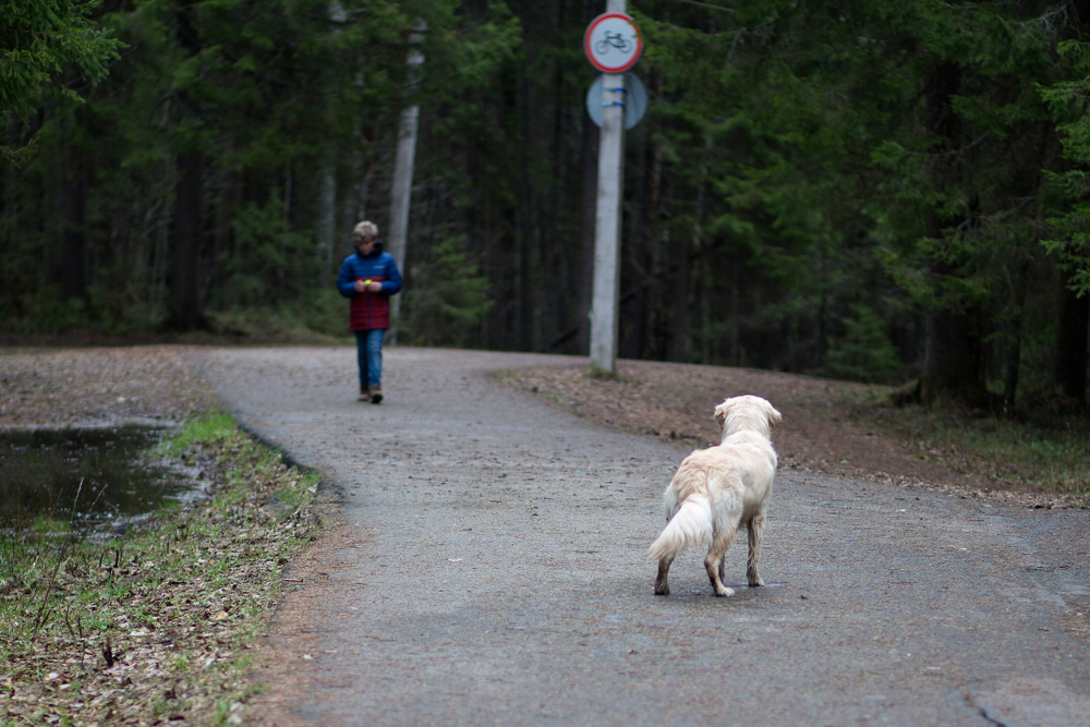 Boy and Golden retriever