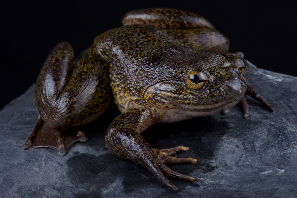 Frog sitting on a rock 