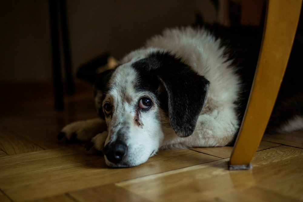 A dog lying under chair