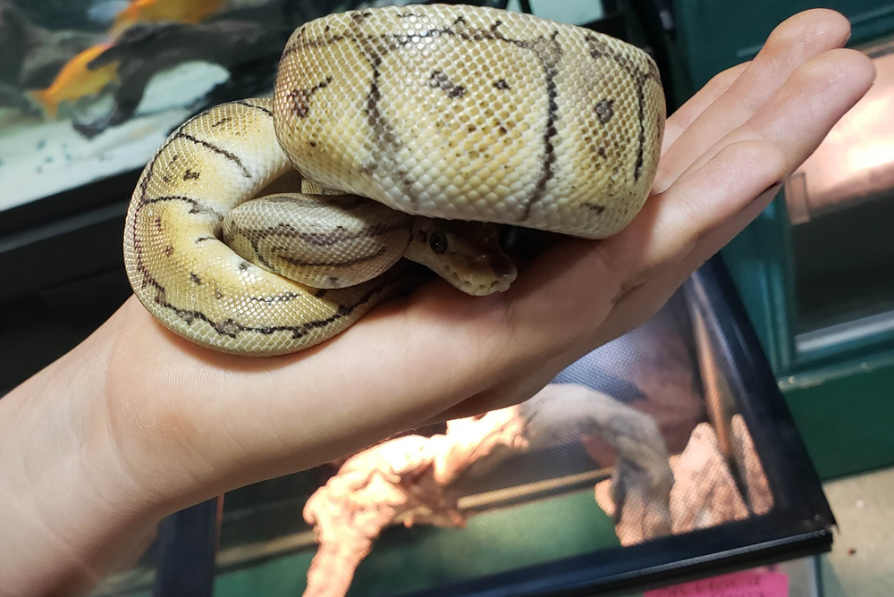 Ball Python in a Ball on one hand