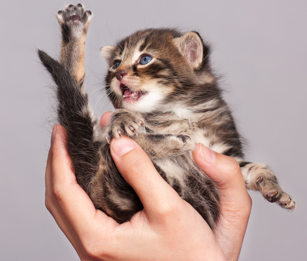 Scared little kitten crying