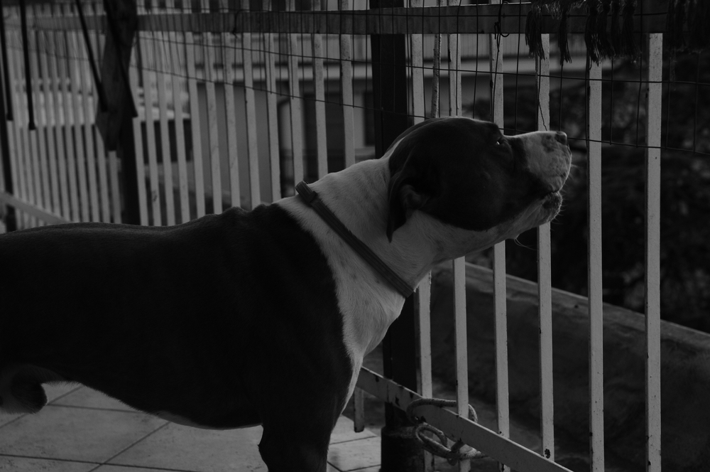 Big dog barking at night