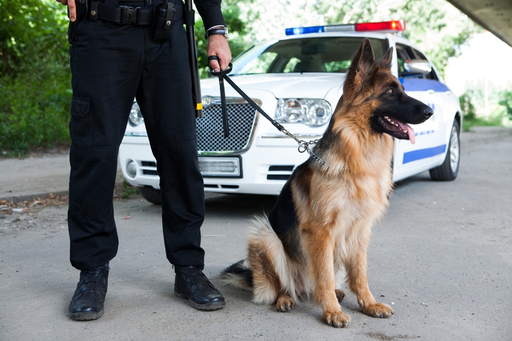 Policeman with a German shepherd on duty