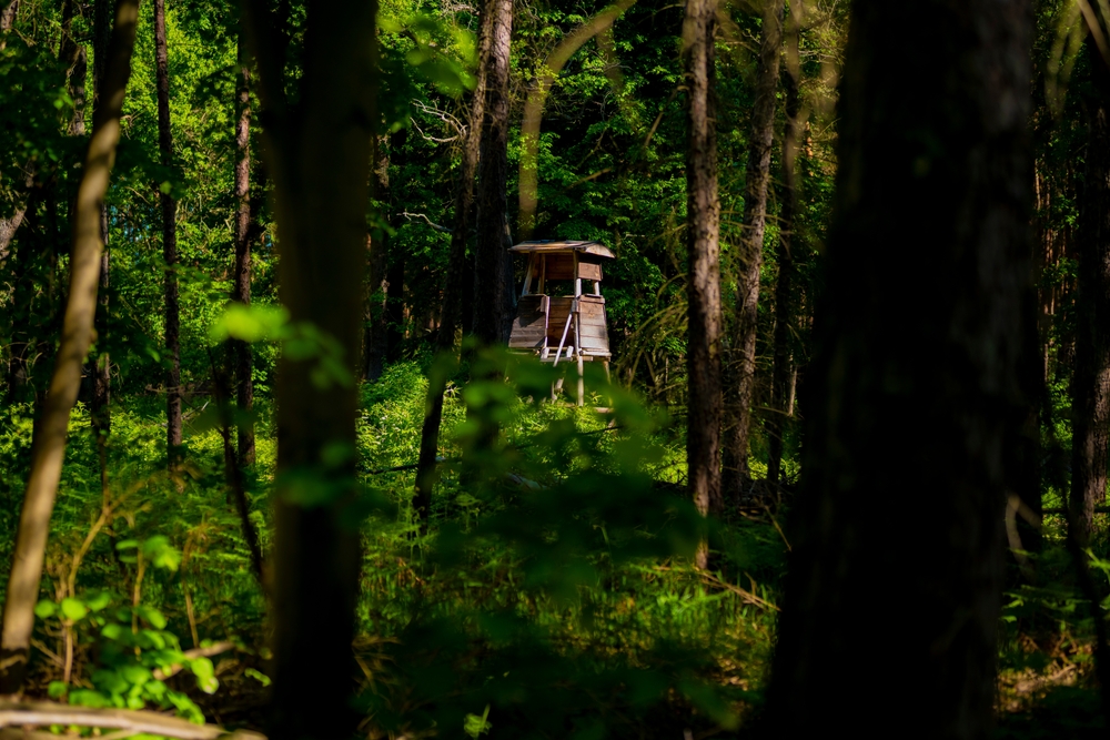 Hunting lodge in forest